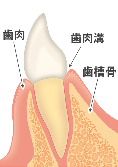 健康な歯